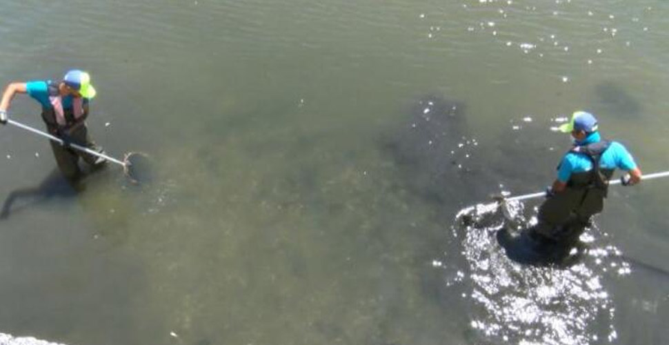 Küçükçekmece Gölü’nde kıyıya vuran balıklar toplanıyor