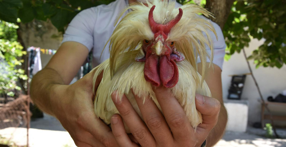 Boynuzlu horoz görenleri şaşkına çeviriyor