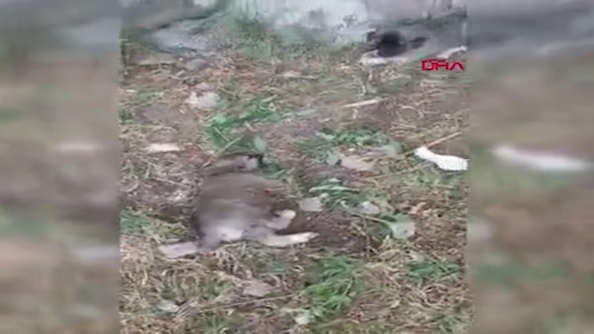 Patnos'ta 3 yavru köpeğin ayaklarını kestiler