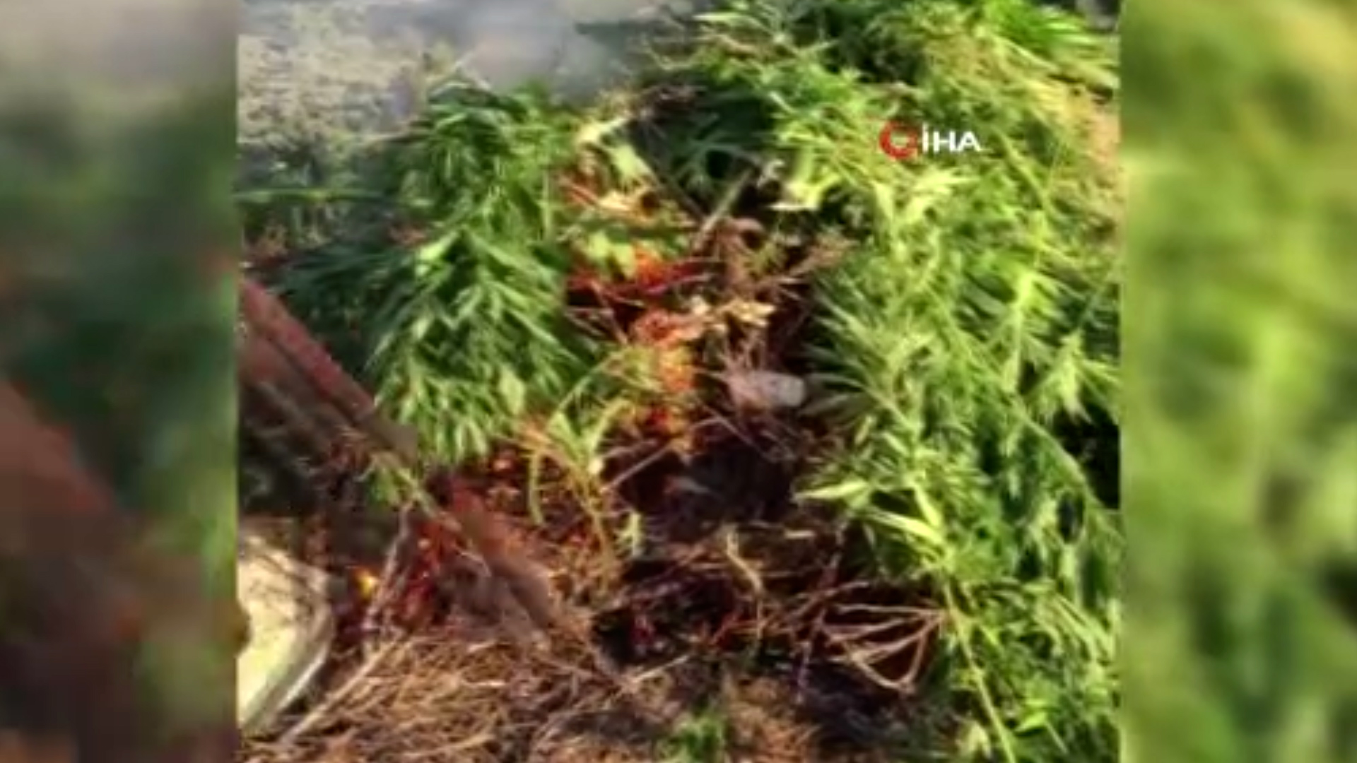 Ormanlık alanı kenevir tarlasına çevirmişler