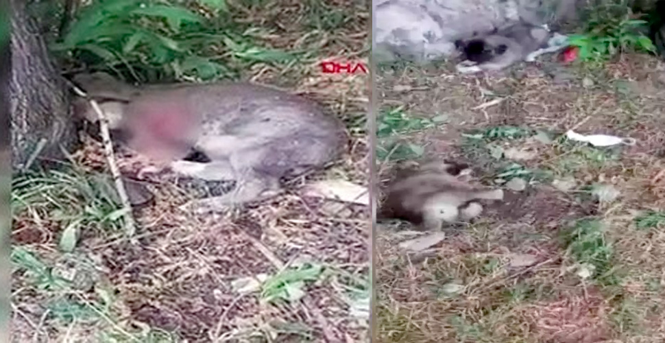 Görülmemiş vahşet: Ağrı'da 3 yavru köpeğin ayaklarını kestiler