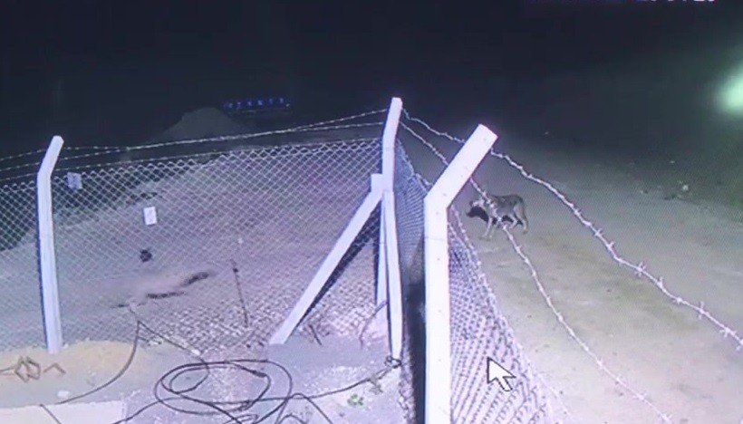 Kurt sürüsünün ortasında kalan Şanslı tavşan kendini böyle kurtardı