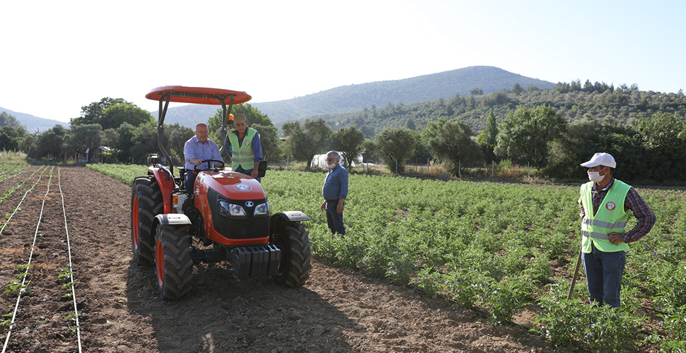 Menteşe'de toprakla buluşan ata tohumları, filizlenmeye başladı