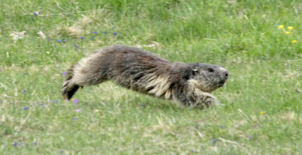Moğolistan'da mormot yiyen 2 kişiye veba bulaştı