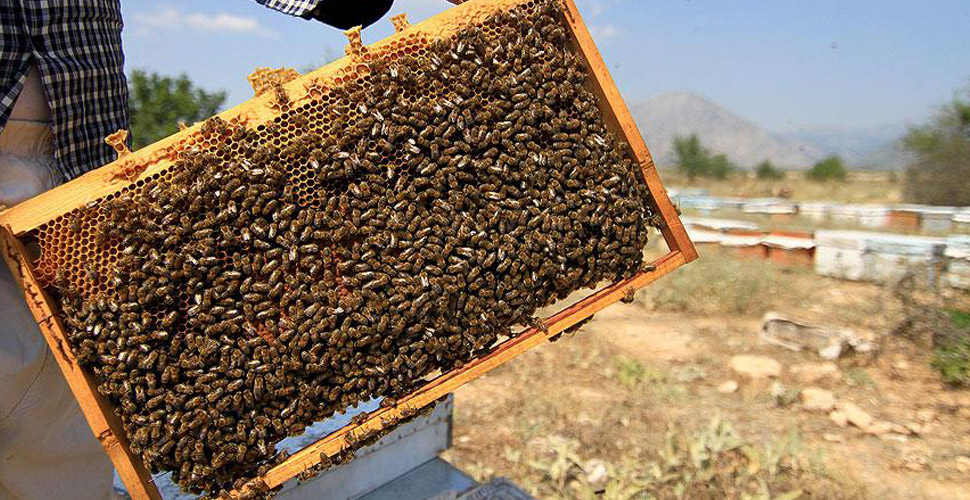 Arıcılara 'aşırı sıcak' uyarısı