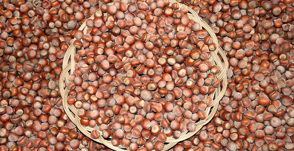 Fındık ihracatında rekor sezonu: En yüksek miktara ulaşıldı