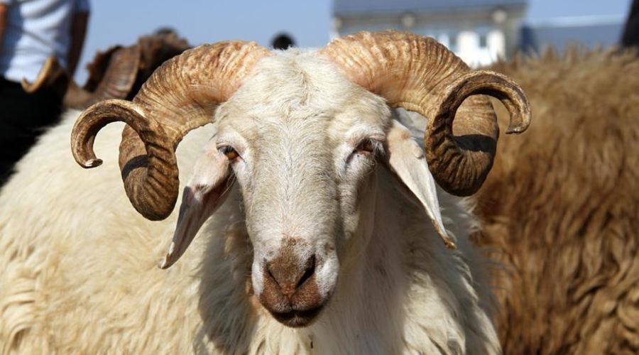 Kurban bayramında sokağa çıkma yasağı olacak mı? Bakan Koca açıkladı