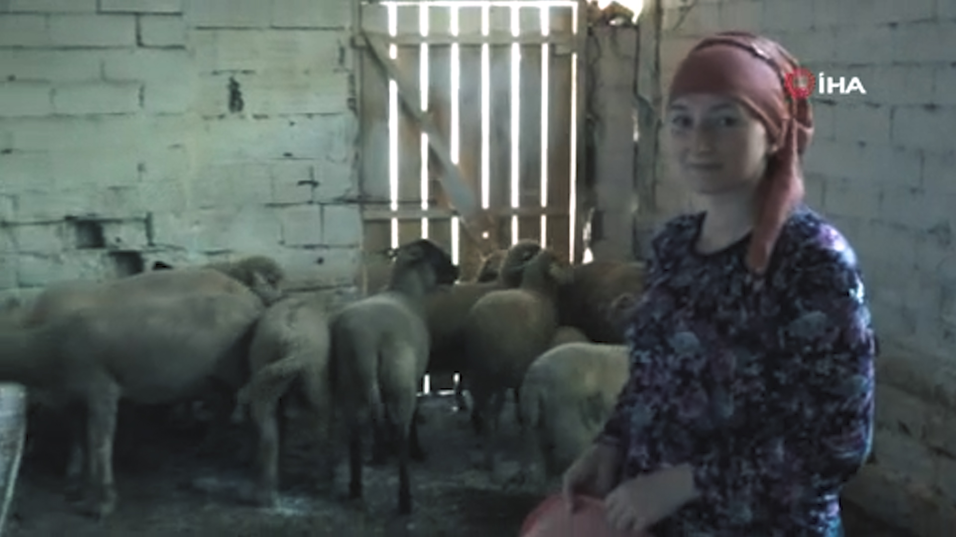 Rus uyruklu Zamira Ağalıgil Bursa'da hayvancılık yapıyor