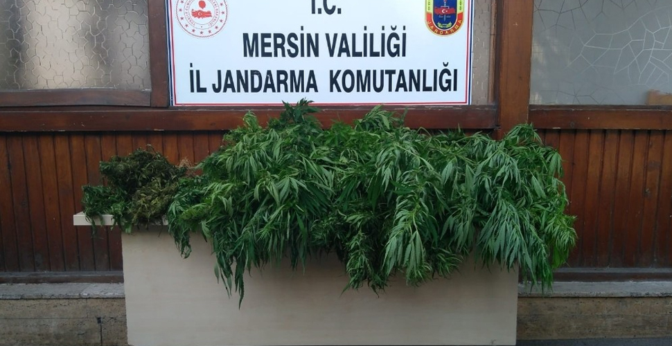 Çalıştığı villanın bahçesine Hint keneviri eken bahçıvan tutuklandı