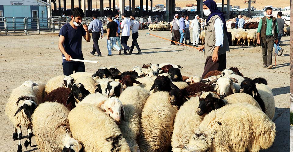Bakanlık'tan kurban rehberi: Çevreye karşı aşırı tepkili veya çok duyarsız olmamalı