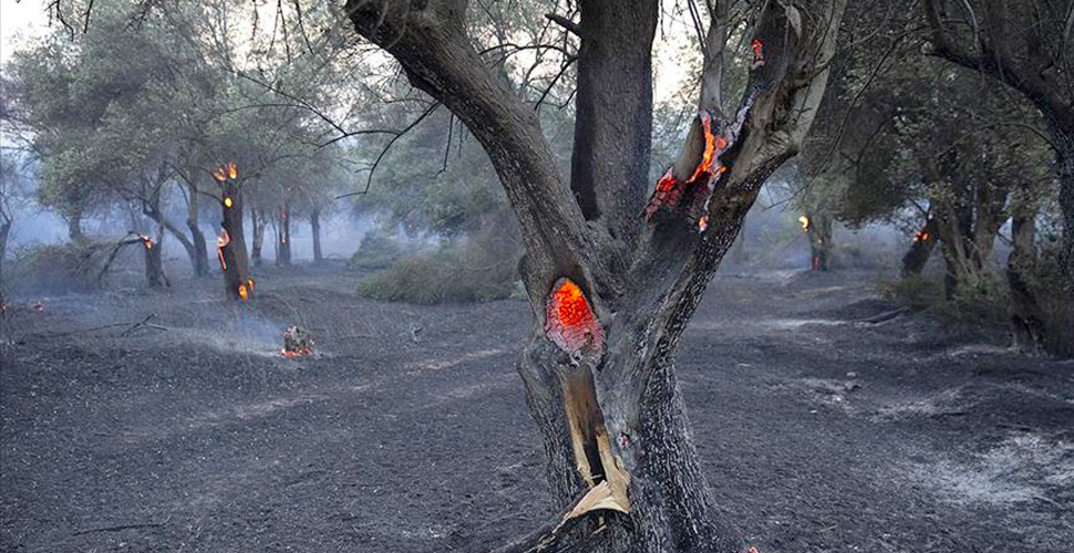 Bakan Pakdemirli: Tarihi Gelibolu Yarımadası'ndaki orman yangını kontrol altına alındı