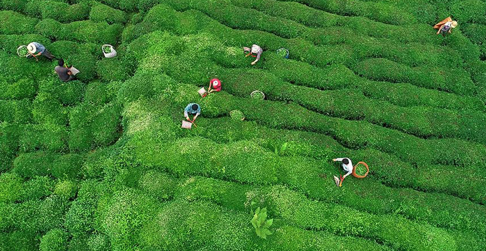 ÇAYKUR, ikinci sürgün çay alımlarına başladı
