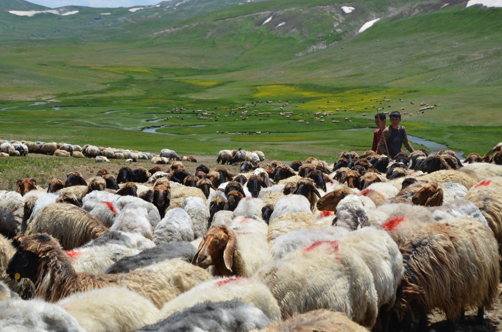 Siirtli göçerlerin 3 bin 800 rakımlı Nebırnav Yaylası mesaisi başladı