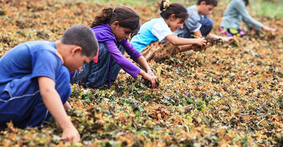 SP'den 'Mevsimlik Tarım İşçileri' raporu: 720 bin çocuk çalıştırıldı, yarısı okulu bıraktı