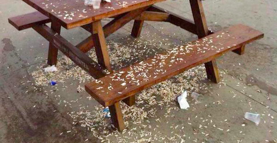 Üsküdar sahilinde çekirdek çitlemek yasaklandı