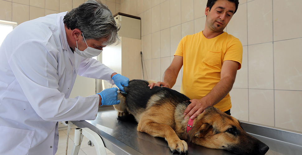 Yenimahalle Belediyesinden sokak hayvanlarına destek