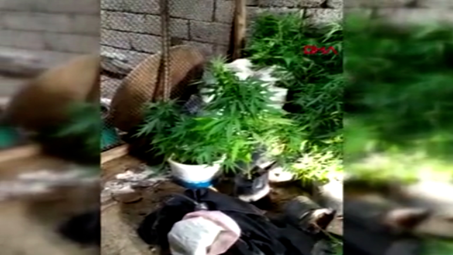 Evini kenevir bahçesine çeviren şüpheli yakalandı