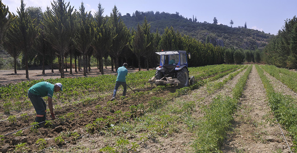 Kuşadası Adabahçe'de hasat vakti yaklaşıyor