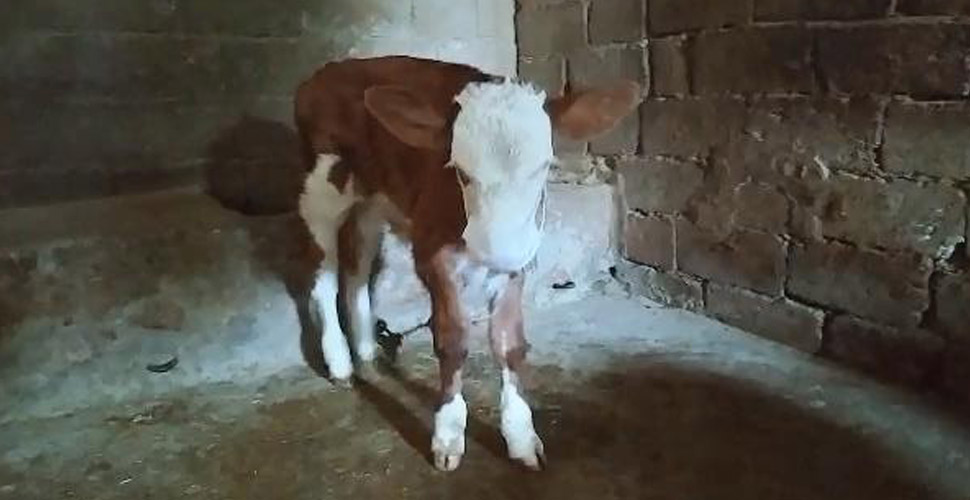 Buzağısını Kovid-19'dan korumak için maske taktı