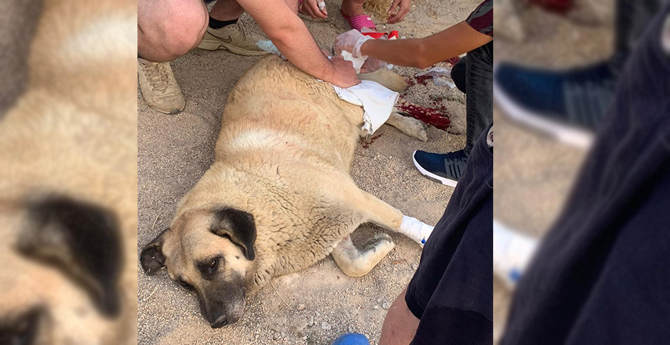 Sokak köpeğini bıçaklayan şahıs gözaltına alındı