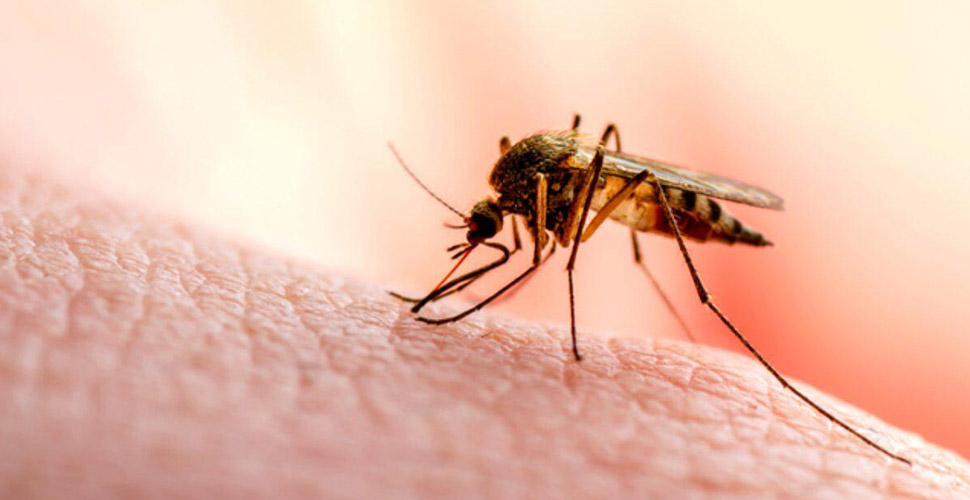 Singapur'da dang humması vakaları 16 binin üzerinde