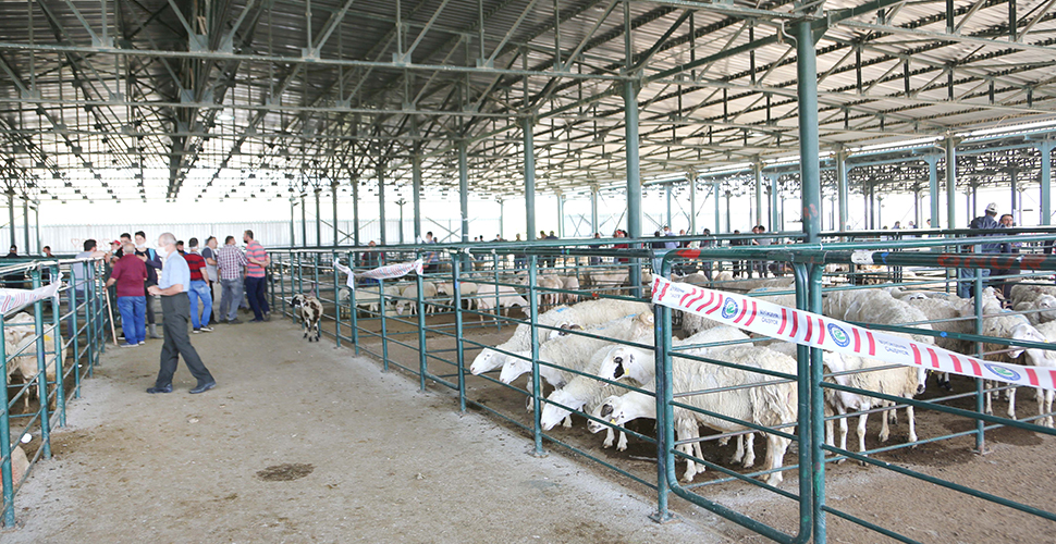Eskişehir'de Kurbanlık satış noktaları başvuruları başladı