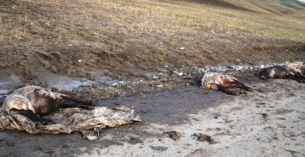 Ağrı'daki selde 100'e yakın koyun telef oldu