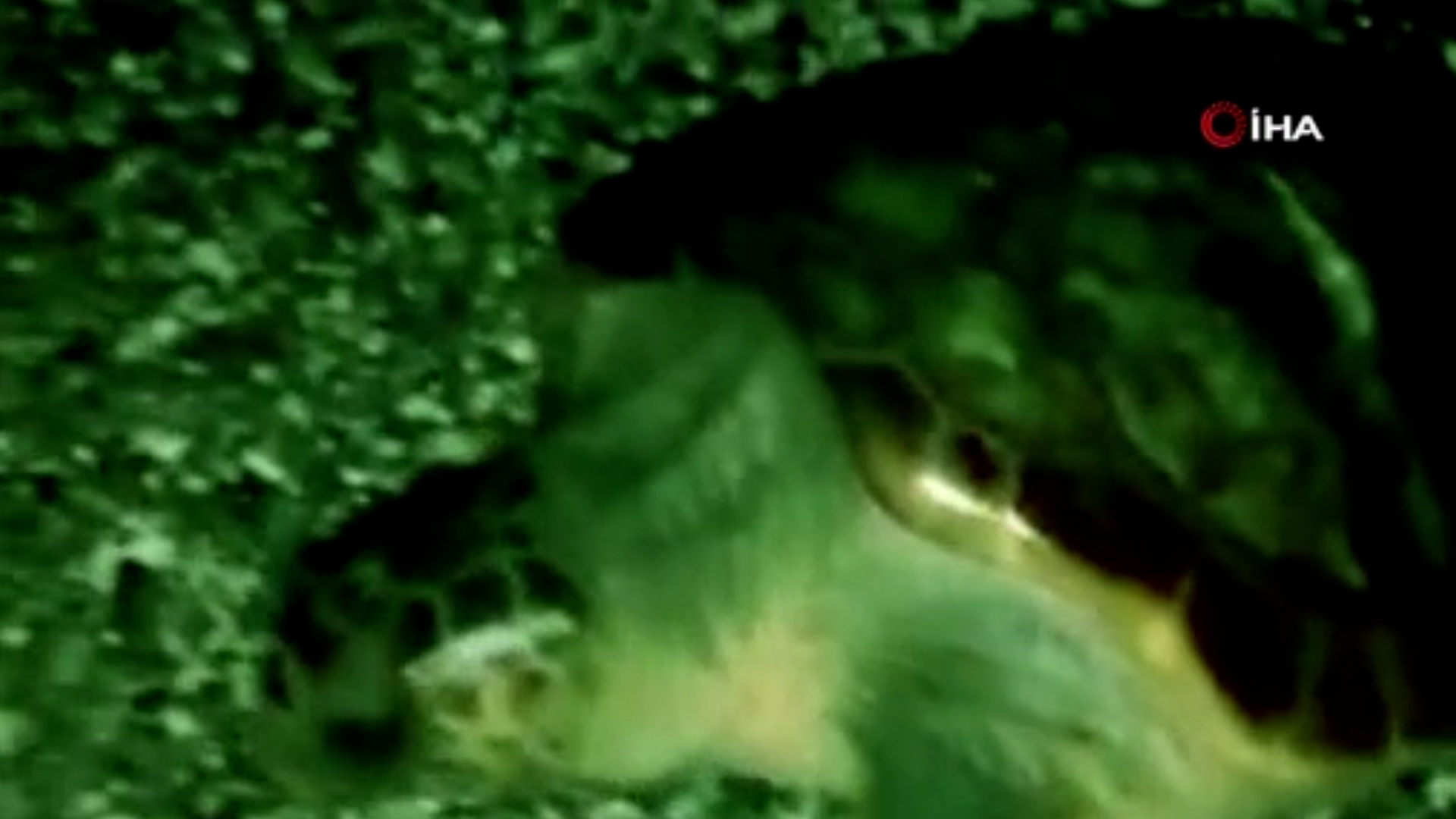 Pandemi döneminde boşalan sahiller Caretta Caretta'lara kaldı