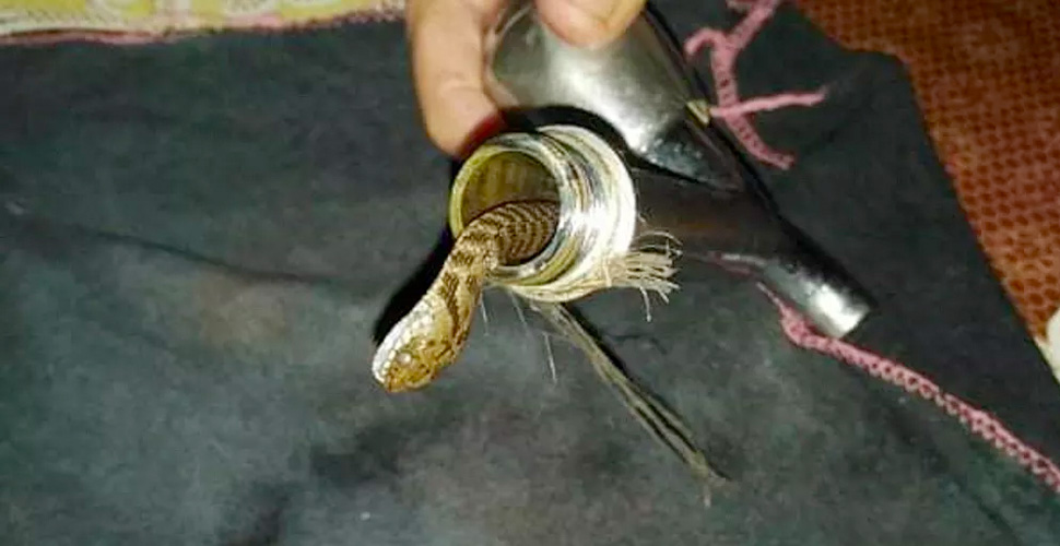 Musluktan çıkan yılan korkuttu