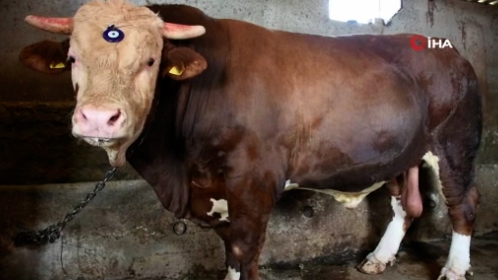 Kapılardan geçmeyen boğasını 30 bine satışa çıkardı