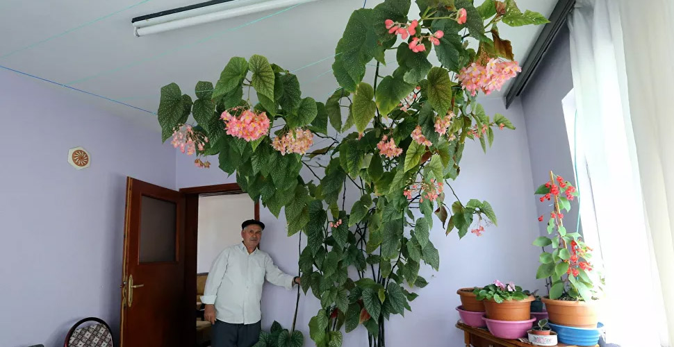 Eşinin hatırasını yaşatmak için baktığı çiçek odayı kapladı