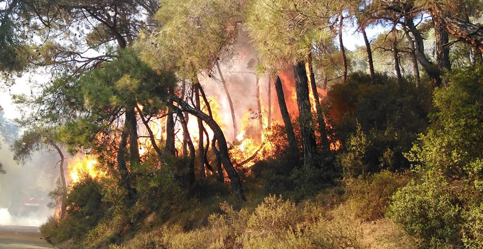 Heybeliada'da orman yangını