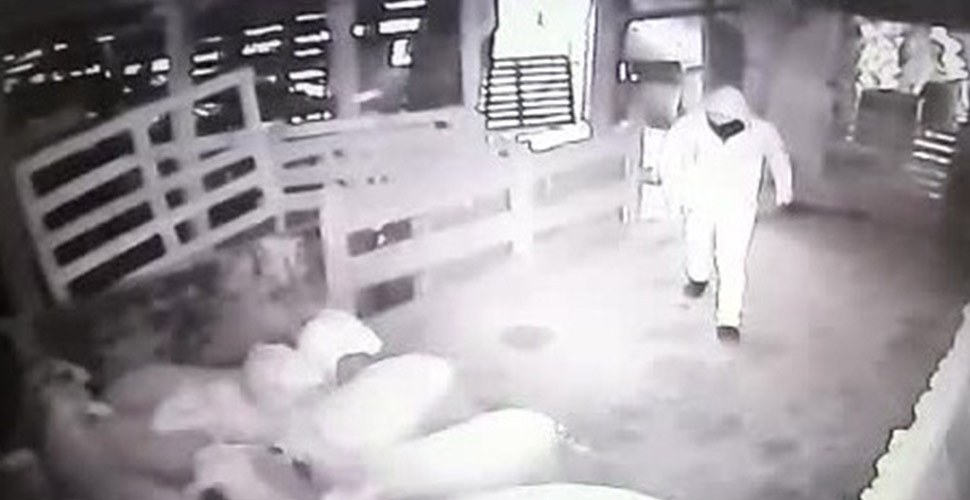 Kurbanlık koçları sürükleye sürükleye çaldılar