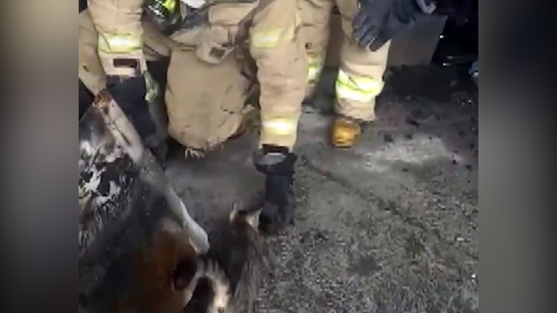 Esenyurt'taki yangın sonrası anne kedinin yavrularına kavuşma anı kameraya yansıdı