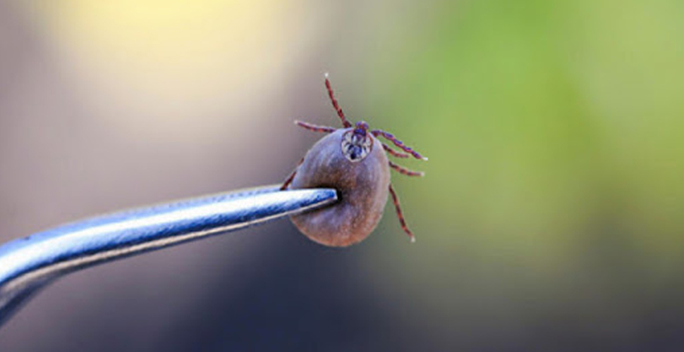 Ankara'da kene tarafından ısırılan kişi öldü