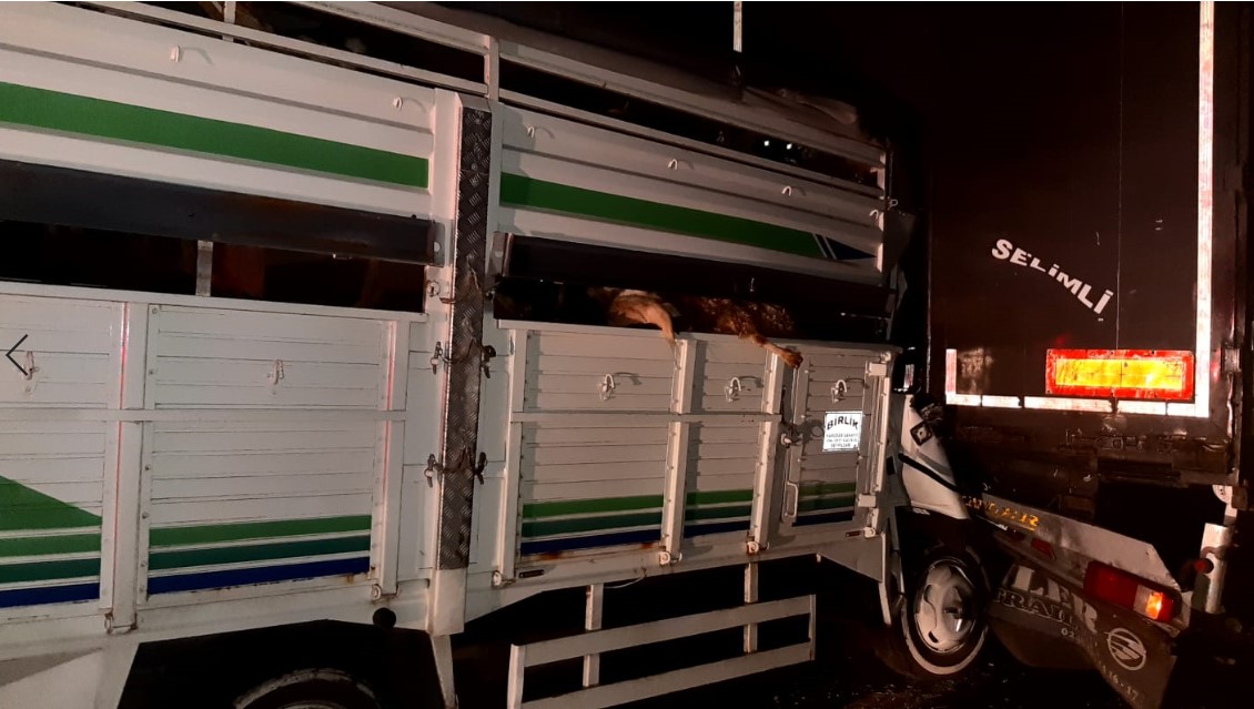 Kocaeli'nde kaza: Kurbanlıklar telef oldu