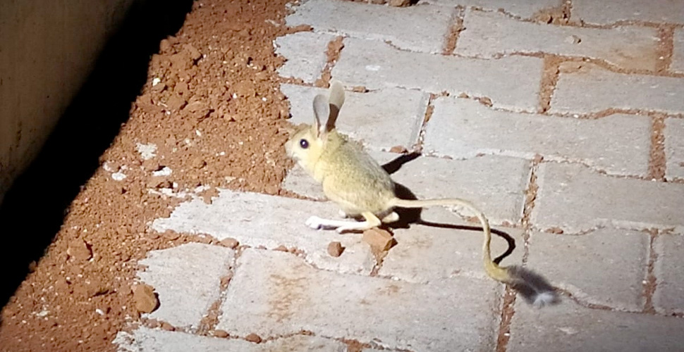 Dünyanın en ilginç hayvanlarından kanguru faresi Adıyaman’da görüldü