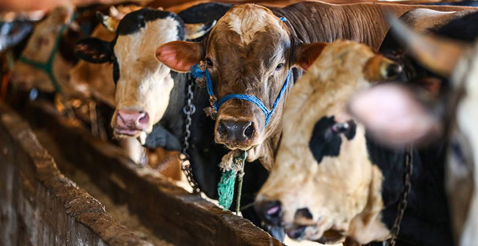 Ünlü profesörden 'kurban derisi' uyarısı: Bulaş riski olabilir