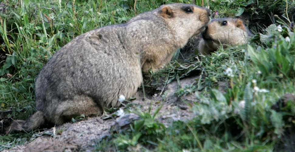 Hıyarcıklı veba ABD'ye de sıçradı