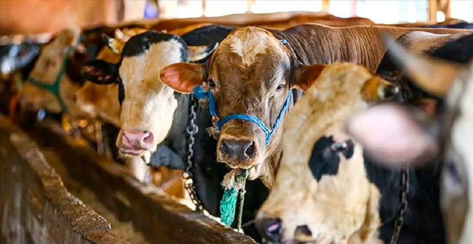 Kurbanlıklar koronavirüs açısından risk taşımıyor