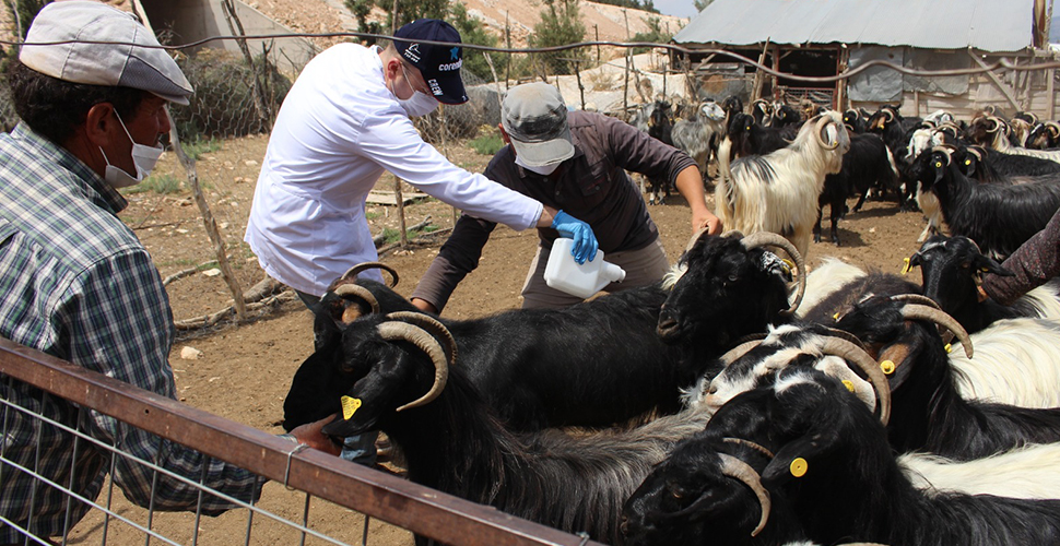 Antalya Büyükşehir Belediyesinden hayvan üreticilerine destek