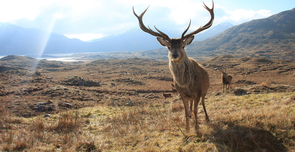 18 geyiğin avlanmasına mahkeme 'dur' dedi