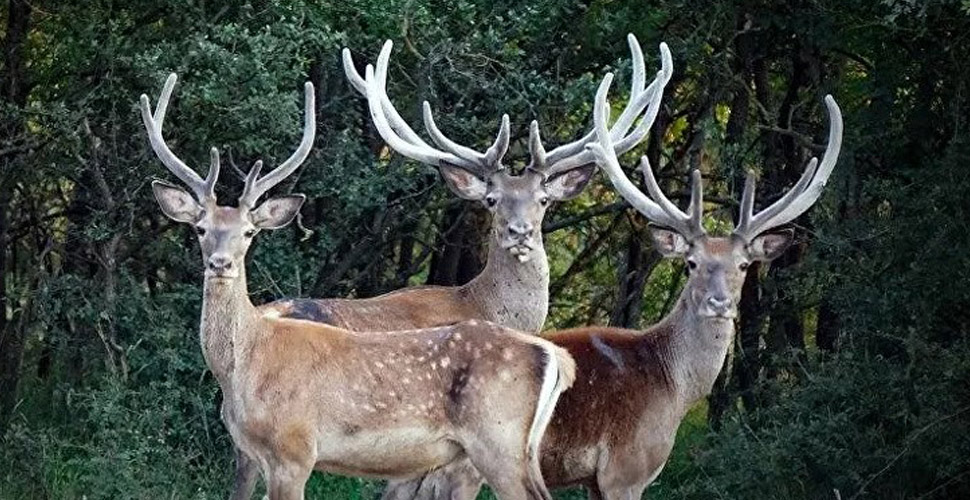 Bakanlıktan 17 milyon liraya 297 hayvanın avlanması için 21 ihale