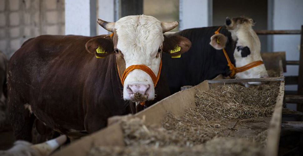 Bilim Kurulu Üyesi Tevfik Özlü: Kurban etinde bulaş riski olabilir