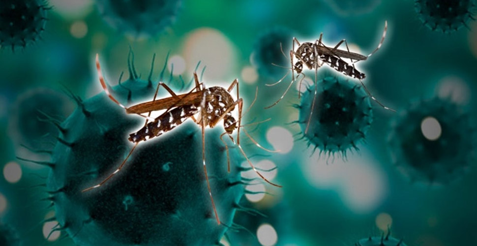 ABD'deki araştırma, koronavirüsün sivrisinekler yoluyla bulaşamayacağını doğruladı