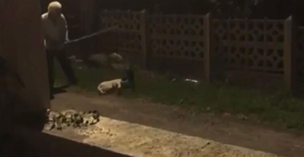 Ordu'da köpekleri sopa ile döven kişi gözaltına alındı