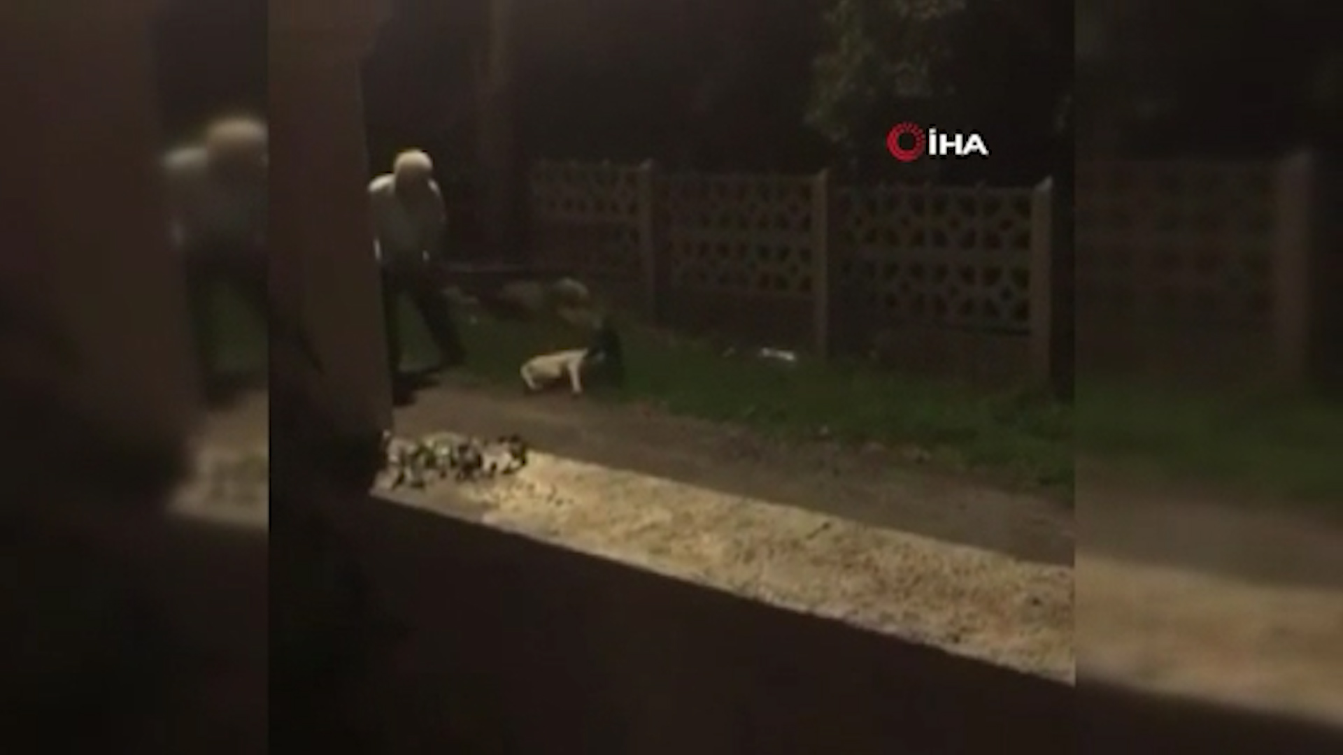 Ordu'da köpekleri sopa ile döven kişi kelepçelenerek gözaltına alındı