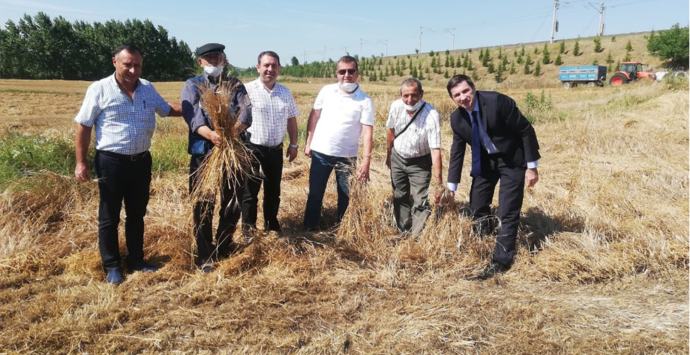 Tekirdağ Büyükşehir Belediyesi tarafından temin edilen siyez buğdayının hasadı gerçekleştirildi