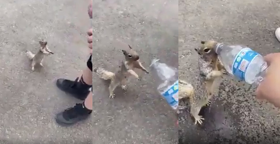 Susuz kalan sincabın su istediği görüntüler viral oldu