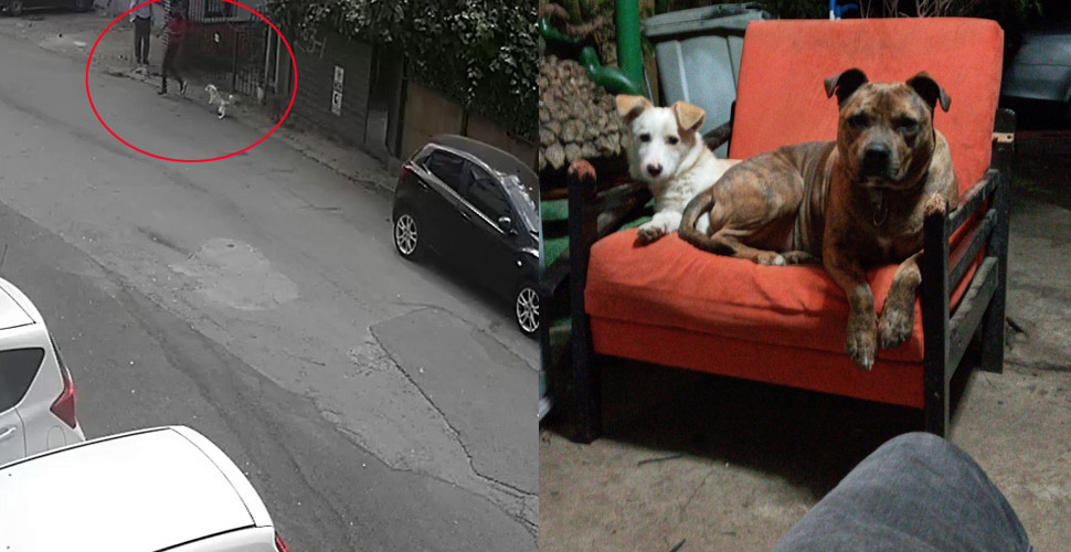 Evin bahçesindeki köpekleri güpegündüz çaldı